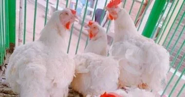 أسعار الدواجن في مصر تتراجع لأقل مستوى خلال 2025