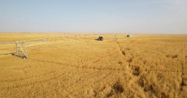 جهاز مستقبل مصر يقود سوق القمح نحو الاكتفاء الذاتى عبر زيادة المساحات الزراعية