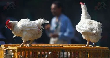 ما هي الدواجن السردة ولماذا تمثل خطراً على المستهلك؟