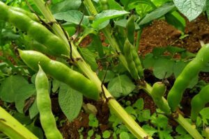 زيادة إنتاج الفول البلدي