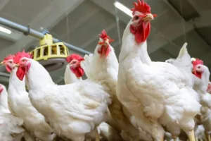 بورصة الدواجن اليوم الأحد 22 فبراير 2026 أسعار الفراخ البيضاء في مصر