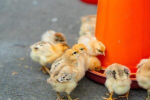 أسعار الكتاكيت اليوم الأحد 22 فبراير 2026 في بورصة الدواجن والأسواق المصرية