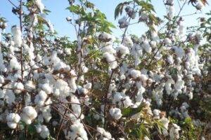 ممنوع الزراعة خارج الخريطة الصنفية.. قرارات وزارية تحدد أصناف القطن بالمحافظات