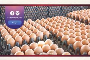 أسعار البيض اليوم