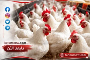 أسعار الدواجن