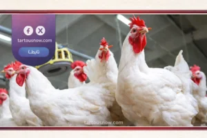 أسعار الدواجن اليوم,