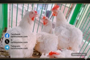 أسعار الفراخ اليوم