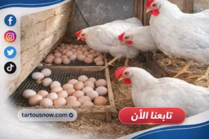 سعر الفراخ اليوم 3 مارس 2026 في مصر تحديث أسعار البيضاء والبلدي وبورصة الدواجن